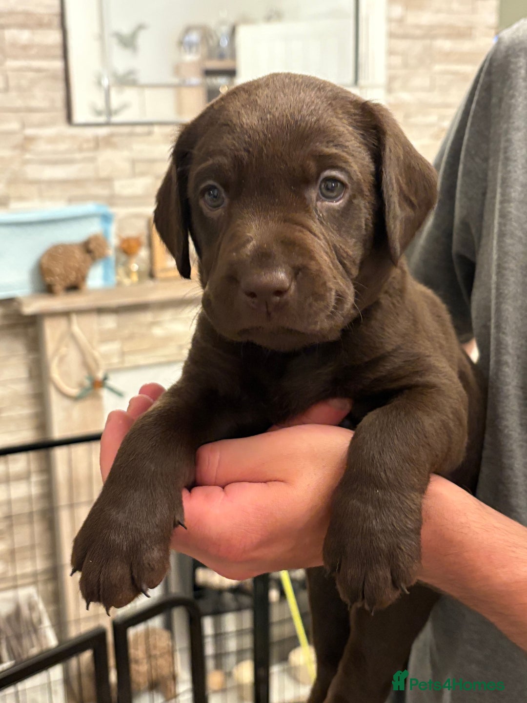 Labrador Retriever dogs for sale: KC Registered Lab pups ready for reserving - Image 13