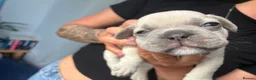 French Bulldog dogs for sale: French Bulldog Puppies – Ready 11th July  in Rossendale - Advert 23