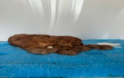 Cockapoo dogs for sale: F1 pra clear Cockapoos  - Advert 11