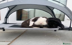 Mini Lop rabbits for sale: Male and female mini lops - Advert 1