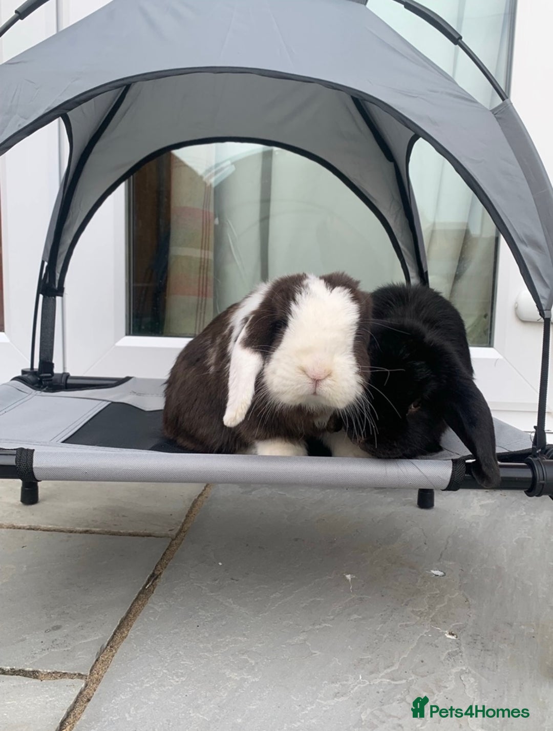 Mini Lop rabbits for sale: Male and female mini lops - Advert 1