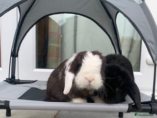 Mini Lop rabbits Male and female mini lops - Advert 1