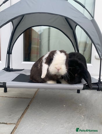 Mini Lop rabbits Male and female mini lops - Advert 3