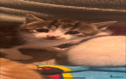 Mixed Breed cats for sale: 11 beautiful kittens  - Image 3