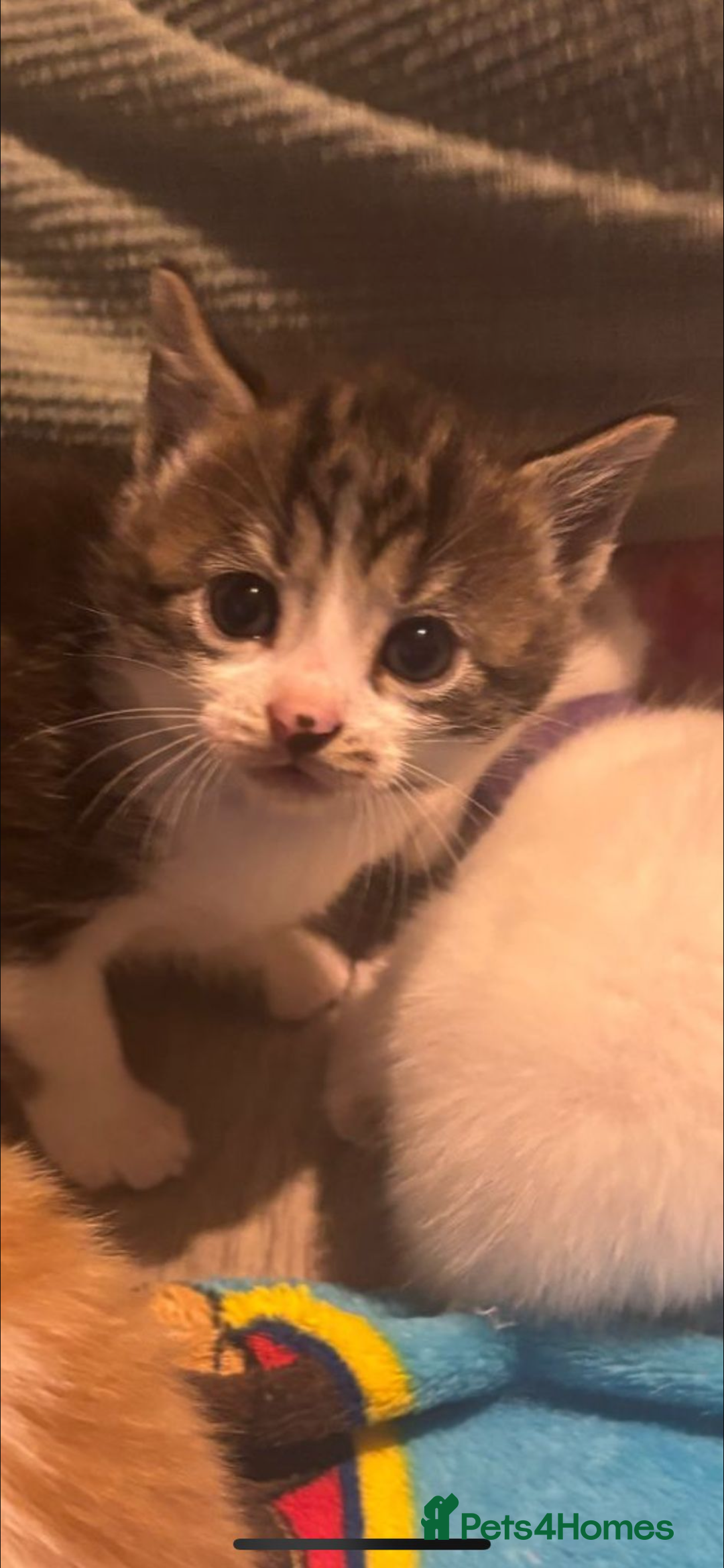 Mixed Breed cats for sale: 11 beautiful kittens  - Image 3