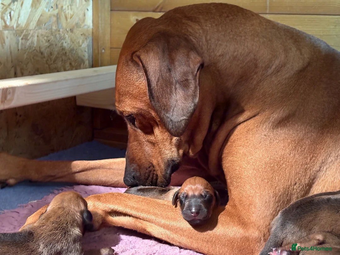 Rhodesian Ridgeback dogs for sale: International a world champion bloodlines - Advert 13
