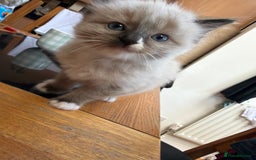 Ragdoll cats for sale: Ragdoll kittens - Image 14