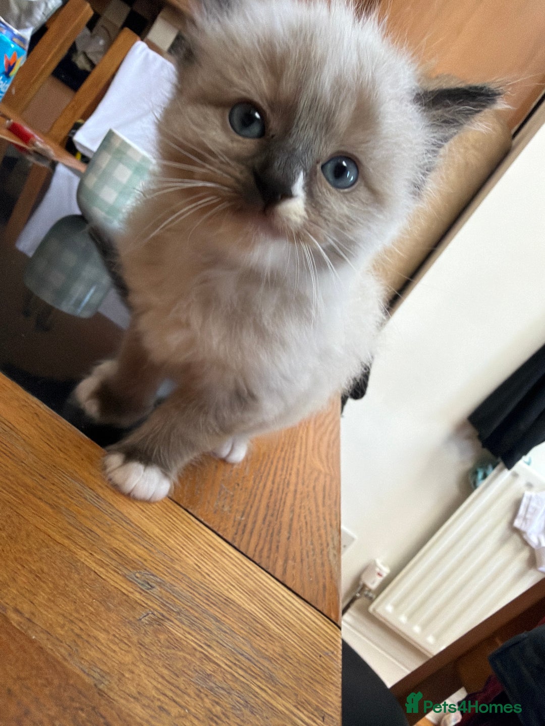 Ragdoll cats for sale: Ragdoll kittens - Image 14