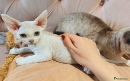 Devon Rex cats for sale: Meet Our Devon Rex Kittens One-of-a-Kind Litter! - Image 6