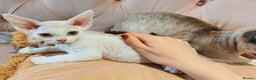 Devon Rex cats for sale: @London: Meet Our Beautiful Devon Rex Kittens - Advert 8