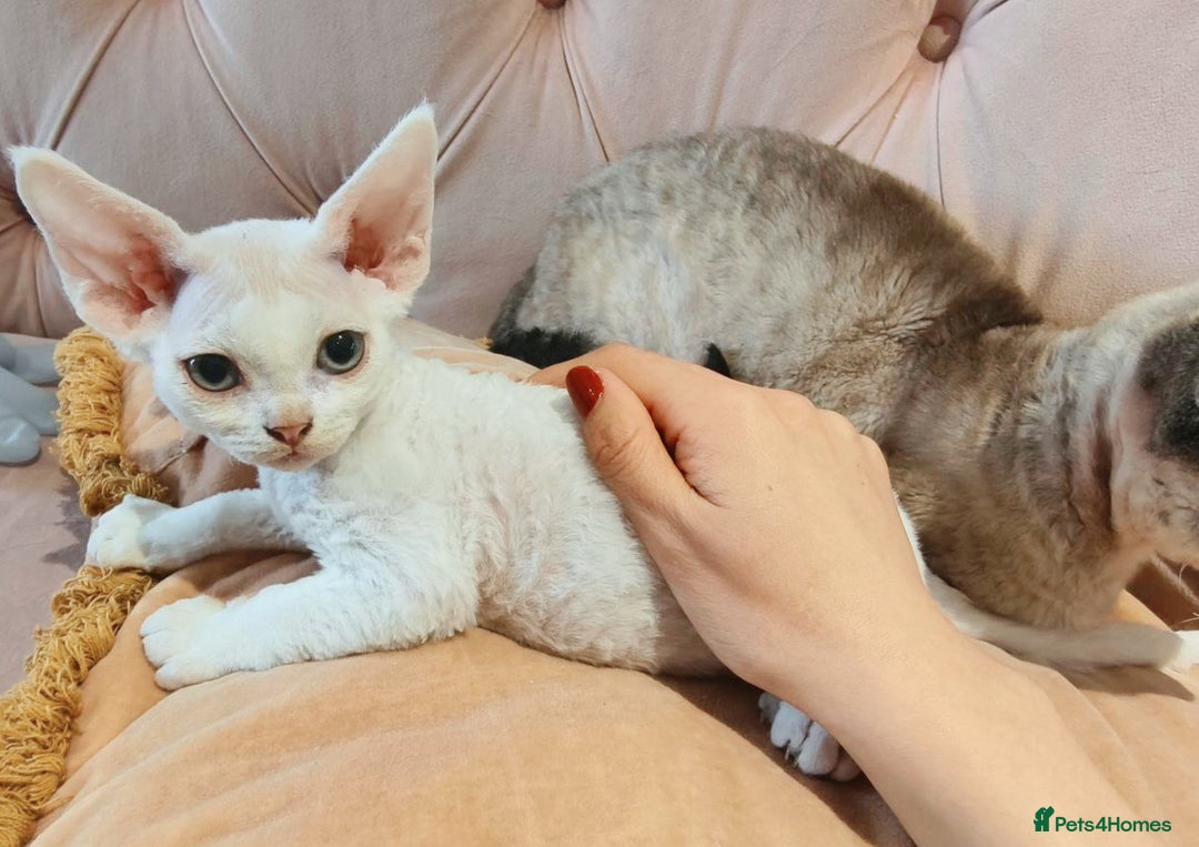 Devon Rex cats for sale: Meet Our Devon Rex Kittens One-of-a-Kind Litter! - Image 6
