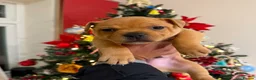 Staffordshire Bull Terrier dogs for stud: Exceptional Red Staffordshire Bull Terrier! - Advert 18