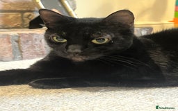 Domestic Shorthair cats for sale: Two Loving Sister Cats Need a New Home  - Image 4
