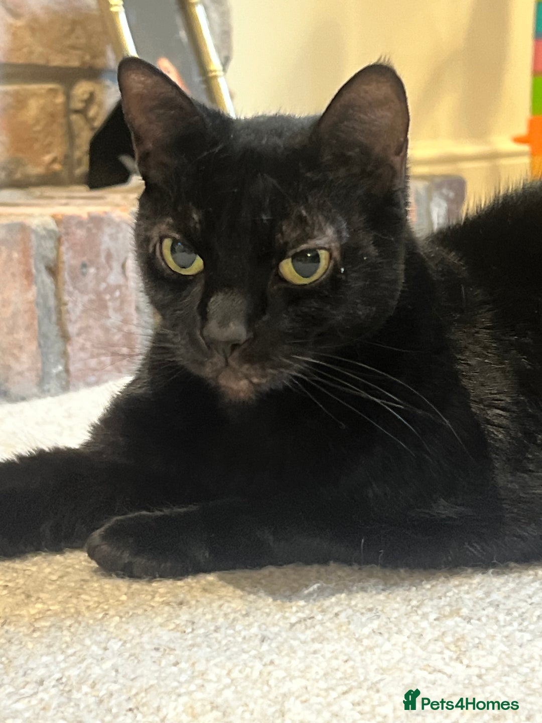 Domestic Shorthair cats for sale: Two Loving Sister Cats Need a New Home  - Image 4
