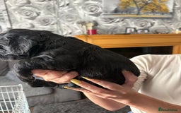 Cocker Spaniel dogs for sale: Working Cocker Spaniel Puppies - Image 9