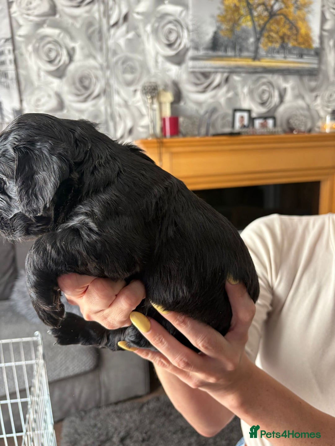 Cocker Spaniel dogs for sale: Working Cocker Spaniel Puppies - Image 9