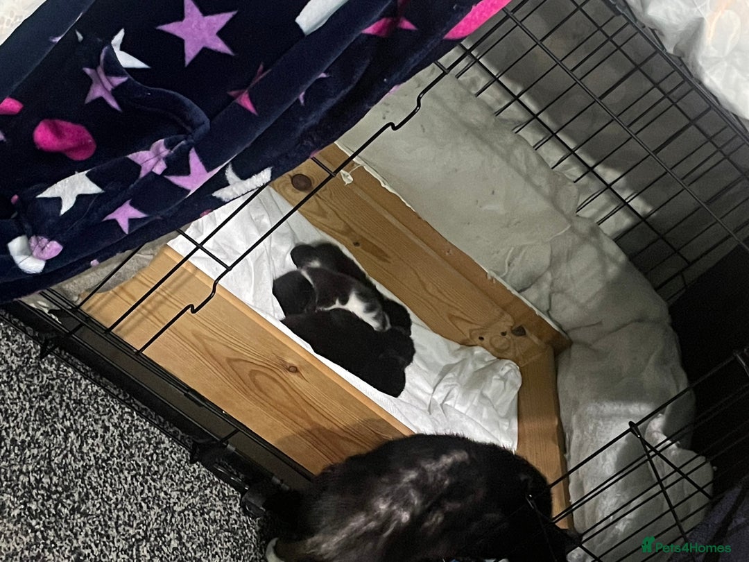 Mixed Breed cats for sale: Male and female black kittens  - Image 3