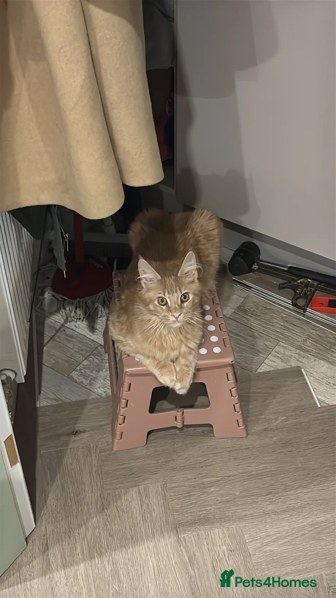 Maine Coon cats for sale: Cream female Maine coon  in Middlewich - Advert 2