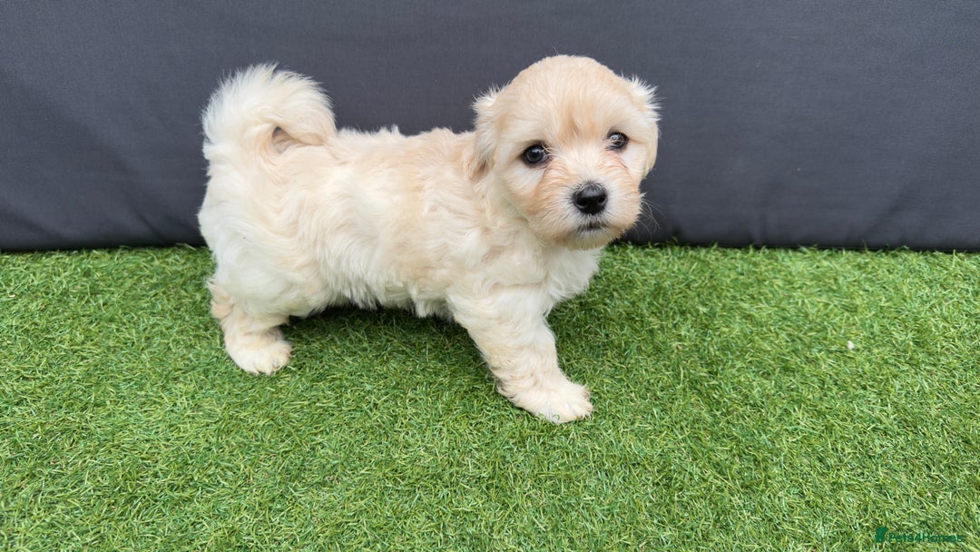 Morkie dogs for sale: Beautiful Maltese x Yorkie puppies  - Image 7
