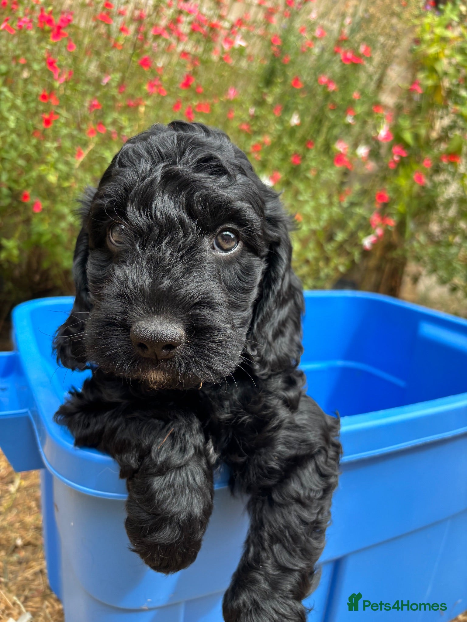 Cockapoo dogs F1 Cockerpoo puppies ready now  - Advert 1