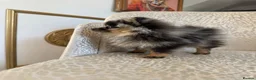 Pomeranian dogs for sale: RARE Merle Pomeranian Champion Lines - Advert 9