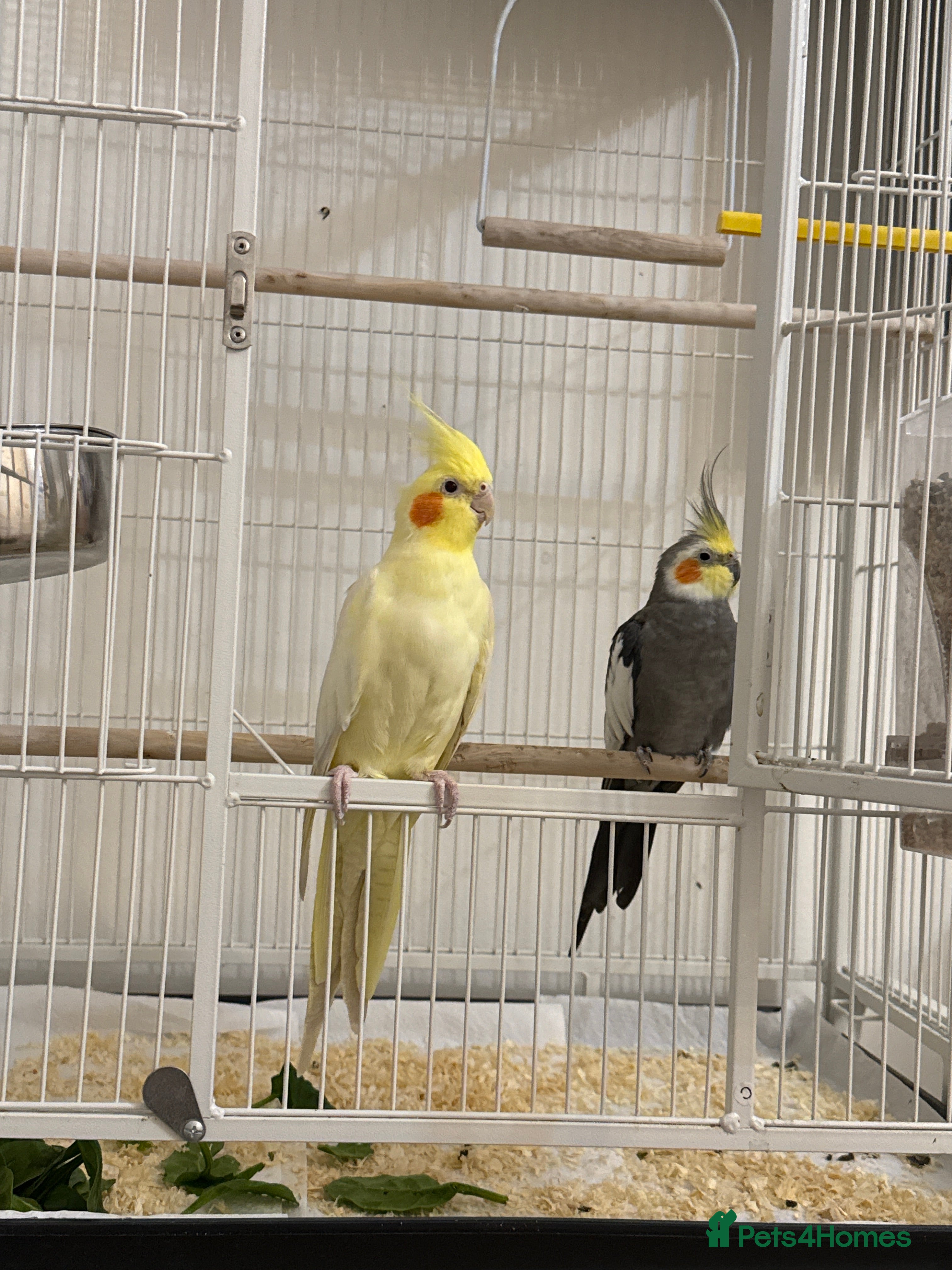 Cockatiels birds Two cockatiels  - Advert 3