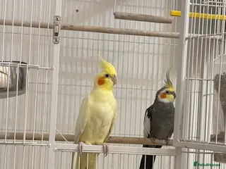 Cockatiels birds Two cockatiels - Advert 2