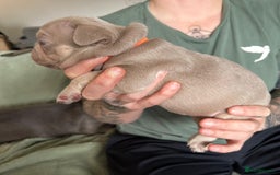 French Bulldog dogs for sale: Isabella french bulldog - Image 3