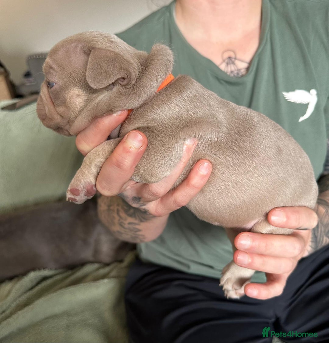 French Bulldog dogs for sale: Isabella french bulldog - Image 3