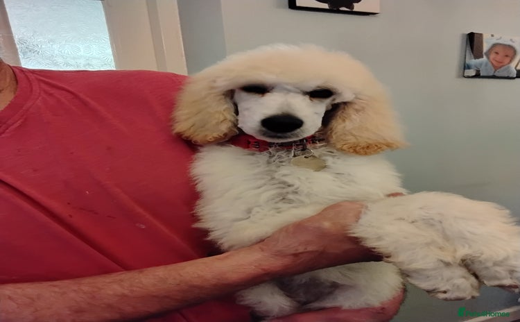 Standard Poodle dogs - Advert 1