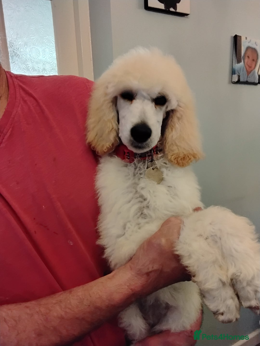 Standard Poodle dogs for sale: Stunning KC reg female standard poodle puppies - Image 8