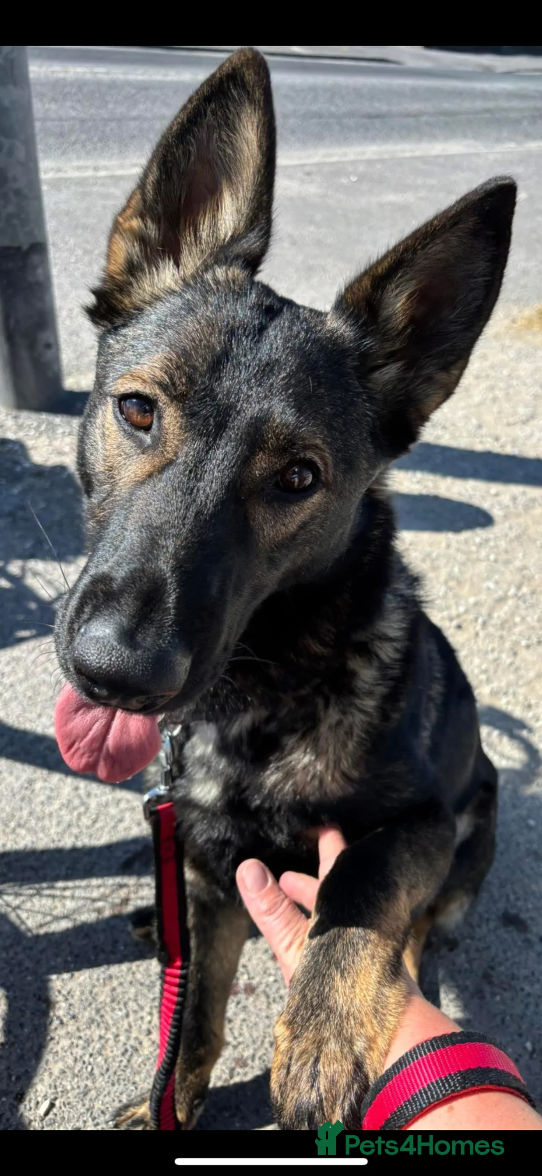 German Shepherd dogs for sale: German Shepherd  in Fleetwood - Advert 1