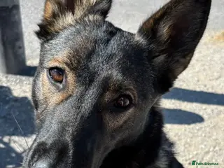 German Shepherd dogs German Shepherd - Advert 2