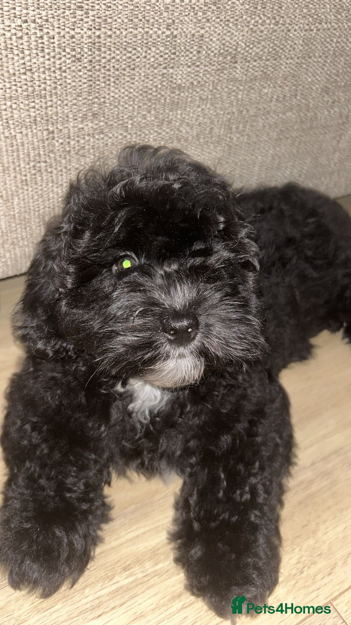 Shihpoo dogs £750 Health Tested,READY TO GO - Advert 1