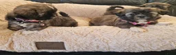 Shih Tzu dogs for sale: 🌸 Adorable Shih Tzu Puppies–ready for new Home ✨ in Deeside - Advert 5