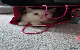 Ragdoll cats for sale: Rare flame point- female - Image 6