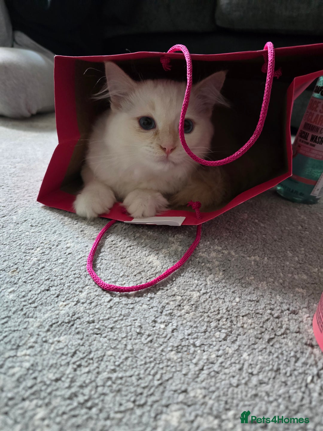 Ragdoll cats for sale: Rare flame point- female - Image 6