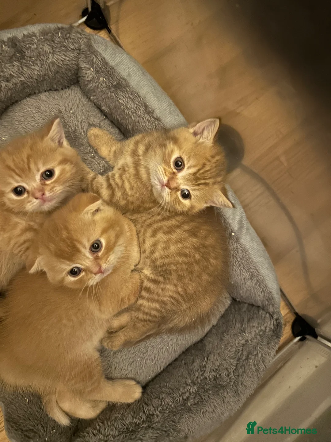 Scottish Fold cats for sale: Adorable Scottish Fold&straight kittens Ready Soon - Advert 1