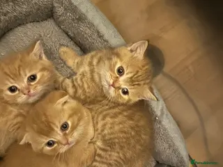 Scottish Fold cats for sale: Adorable Scottish Fold&straight kittens Ready Soon - Advert 1
