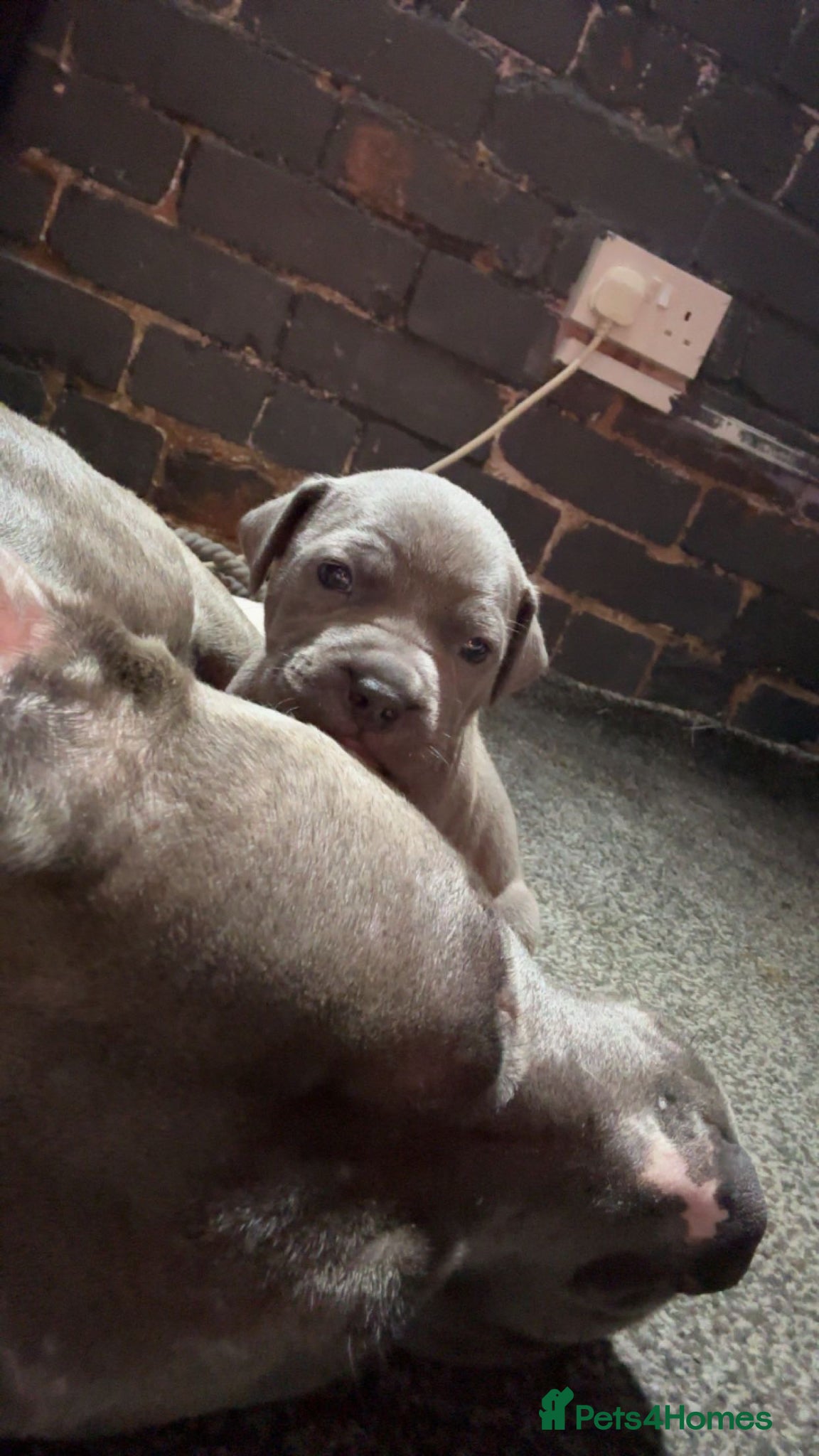 Staffordshire Bull Terrier dogs Staffordshire bull terrier puppies  - Advert 5