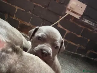 Staffordshire Bull Terrier dogs Staffordshire bull terrier puppies - Advert 5