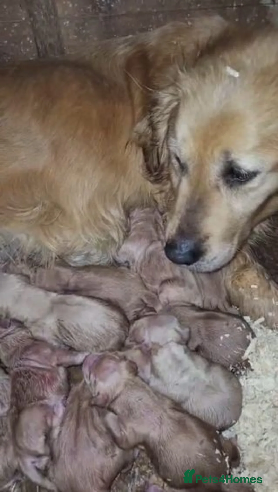 Golden Retriever dogs for sale: KC registered golden retriever puppies - Advert 2
