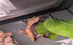 Gecko reptiles for sale: Male crested gecko - Image 2