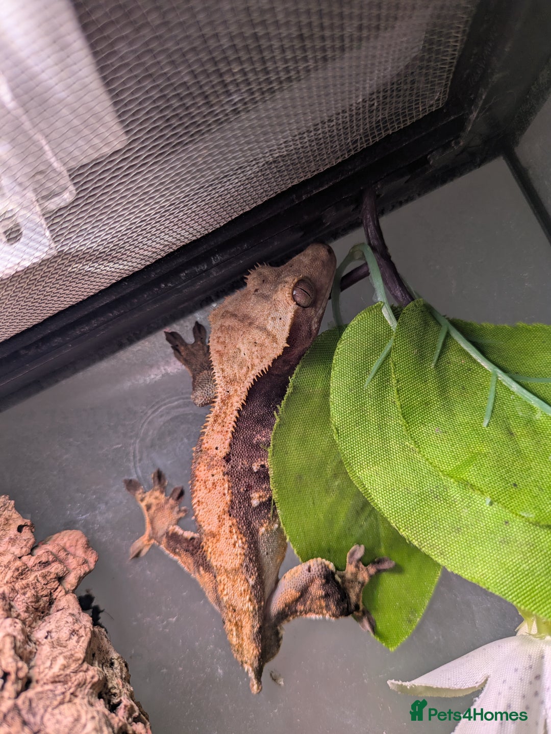 Gecko reptiles for sale: Male crested gecko - Image 2