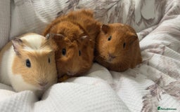 Guinea Pig rodents for sale: loving and friendly female guinea pigs - Image 1