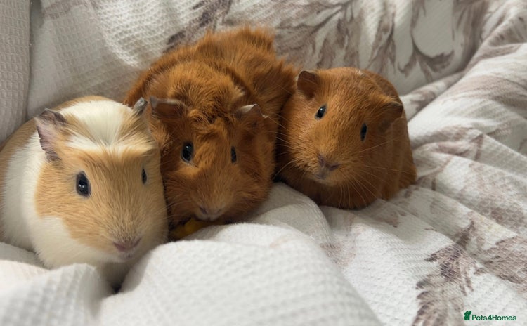 Guinea Pig rodents - Advert 2