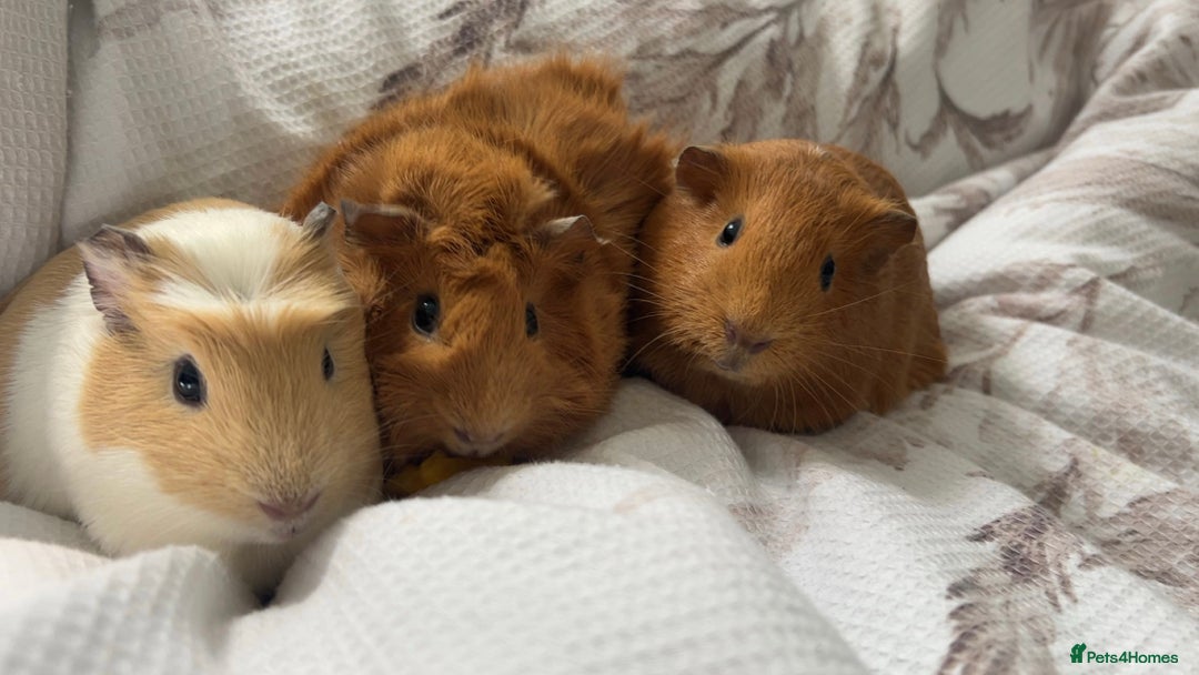 Guinea Pig rodents for sale: loving and friendly female guinea pigs - Image 1