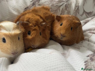 Guinea Pig rodents for sale - Advert 1