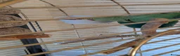 Parrots birds for sale: INDIAN RING NECK PARROT ( MALE ) - Advert 15