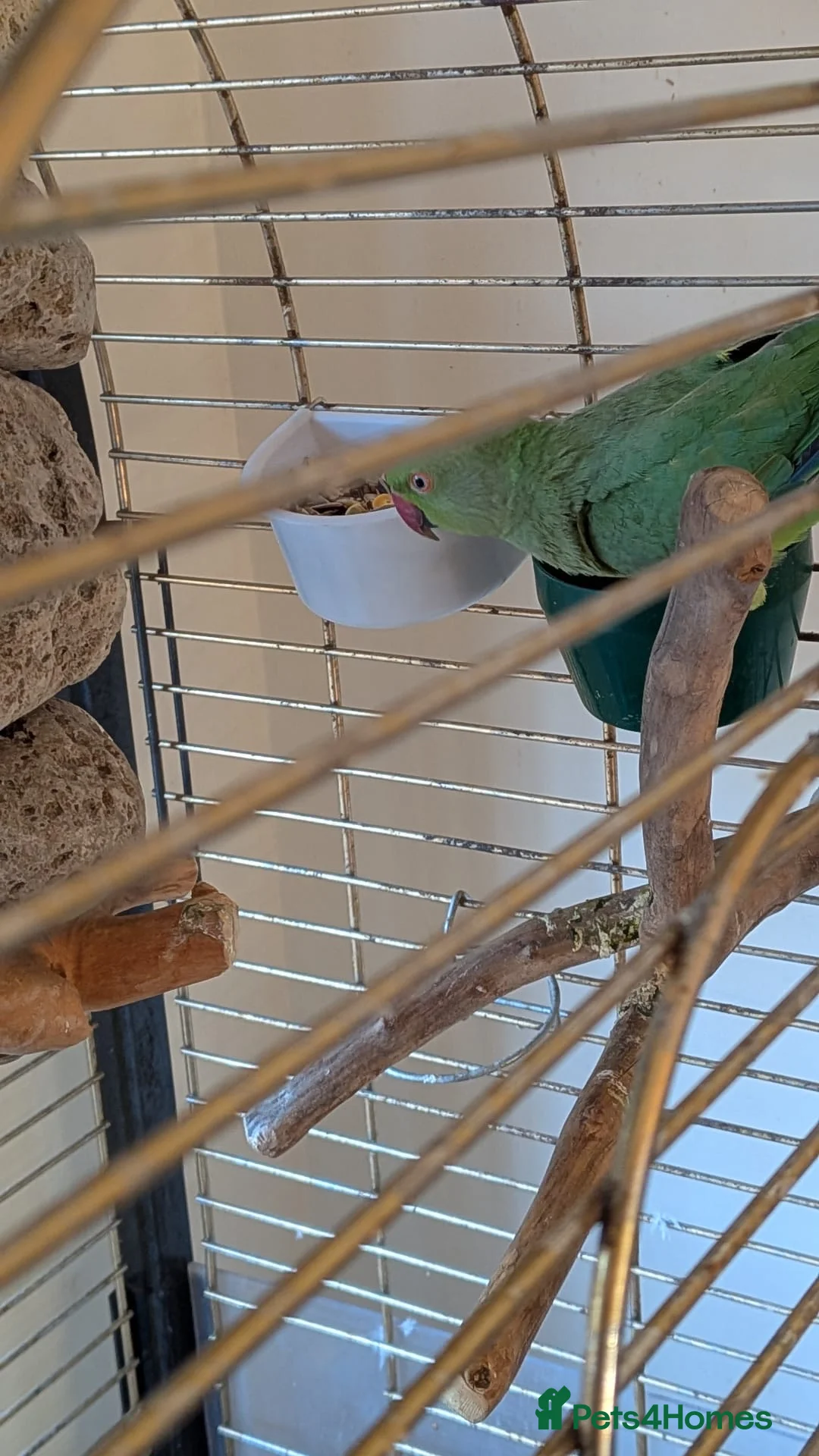 Parrots birds for sale: INDIAN RING NECK PARROT ( MALE ) - Advert 15